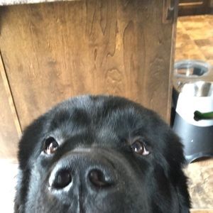 Meet your Posher, Jayla